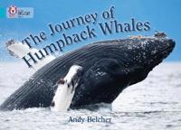 The Journey of Humpback Whales: Band 07/Turquoise