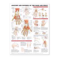 Anatomy & Injury Of Hand And Wrist Anatomical Chart