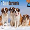 Saint Bernards 18-Month 2015 Calendar