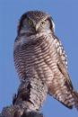 Hawk Owl Blank Journal
