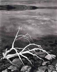 White Branches, Mono Lake, California, 1947
