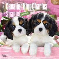 Cavalier King Charles Spaniel Puppies 2016 Calendar