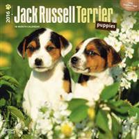 Jack Russell Terrier Puppies 2016 Calendar