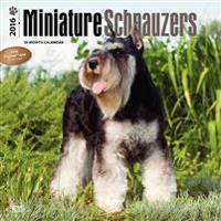 Miniature Schnauzers 2016 Calendar