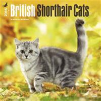 British Shorthair Cats 2016 Calendar