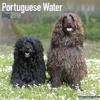 Portuguese Water Dog Calendar 2016