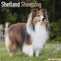 Shetland Sheepdog Calendar 2016