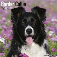 Border Collie Calendar 2016