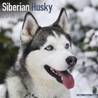 Siberian Husky Calendar 2016