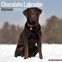 Chocolate Labrador Retriever Calendar 2016