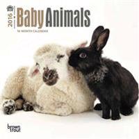 Baby Animals 2016 Calendar