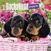 Dachshund Puppies 2016 Calendar