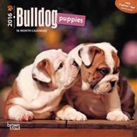 Bulldog Puppies 2016 Calendar