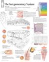 Integumentary System Laminated Poster