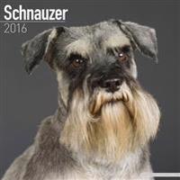 Schnauzer Calendar 2016