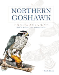Northern Goshawk, the Gray Ghost