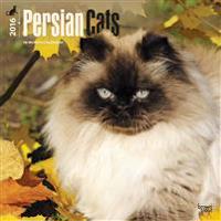 PERSIAN CATS 2016 WALL