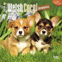 Welsh Corgi Puppies 2016 Calendar