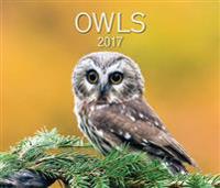 Owls 2017 Calendar
