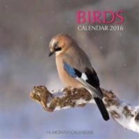 Birds Calendar 2016: 16 Month Calendar