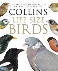 Collins life-sized birds - the only guide to show british birds at their ac