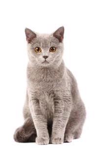 Sitting British Shorthair (for the Love of Cats): Blank 150 Page Lined Journal for Your Thoughts, Ideas, and Inspiration
