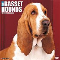 Just Basset Hounds