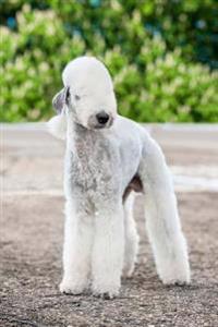 The Bedlington Terrier Dog Journal: 150 Page Lined Notebook/Diary