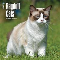 Ragdoll Cats 2017 Square