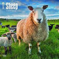 SHEEP 2017 WALL CALENDAR