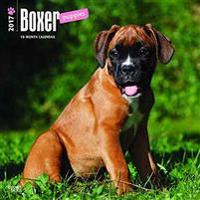Boxer Puppies 2017 Calendar