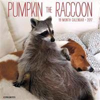 Pumpkin the Raccoon