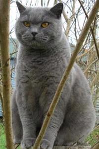 British Blue Shorthair on a Fence (for the Love of Cats): Blank 150 Page Lined Journal for Your Thoughts, Ideas, and Inspiration
