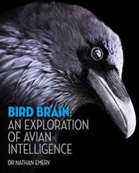 Bird Brain: an Exploration of Avian Intelligence