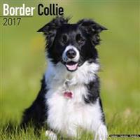 Border Collie Calendar 2017