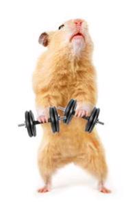 The Hamster Workout Journal: 150 Page Lined Notebook/Diary