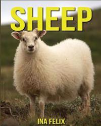 Sheep: Children Book of Fun Facts & Amazing Photos on Animals in Nature - A Wonderful Sheep Book for Kids Aged 3-7