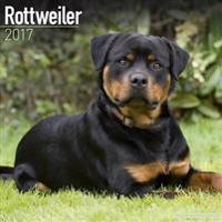 Rottweiler Calendar 2017
