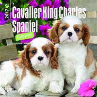 Cavalier King Charles Spaniel Puppies 2017 Calendar