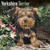 Yorkshire Terrier Puppies Calendar 2017