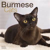 Burmese Cats Calendar 2017