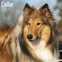 Collie Calendar 2017