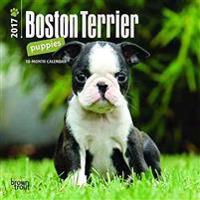 Boston Terrier Puppies 2017 Calendar