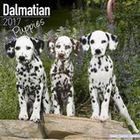 Dalmatian Puppies Calendar 2017
