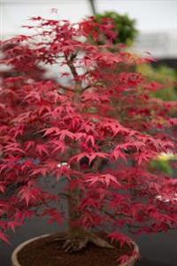 A Japanese Maple Bonsai Tree: Blank 150 Page Lined Journal for Your Thoughts, Ideas, and Inspiration