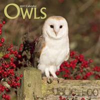 Owls Calendar 2017