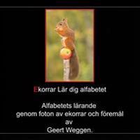 Ekorrar Lar dig alfabetet - Geert Weggen | Mejoreshoteles.org