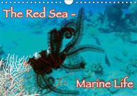 Red Sea - Marine Life 2017