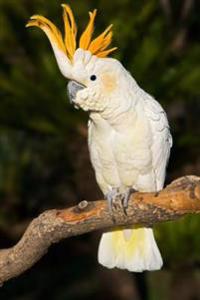 Sulphur-Crested Cockatoo Journal: 150 Page Lined Notebook/Diary