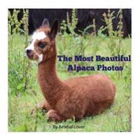 The Most Beautiful Alpaca Photos